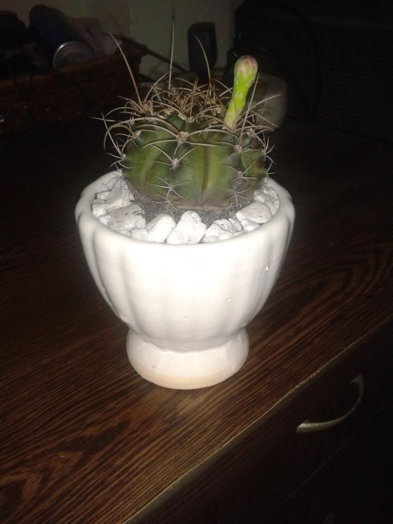 Xương rồng, tiểu cảnh cho nhà cửa, bàn văn phòng, bàn học, quà tặng... - 4