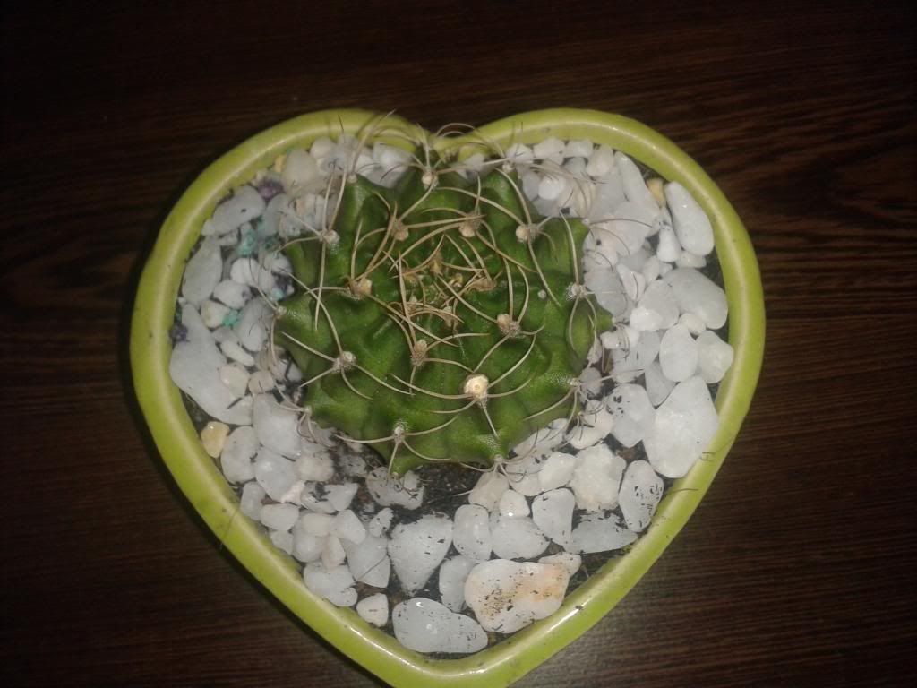 Xương rồng, tiểu cảnh cho nhà cửa, bàn văn phòng, bàn học, quà tặng... - 8