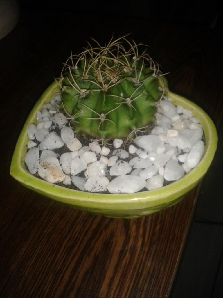 Xương rồng, tiểu cảnh cho nhà cửa, bàn văn phòng, bàn học, quà tặng... - 9