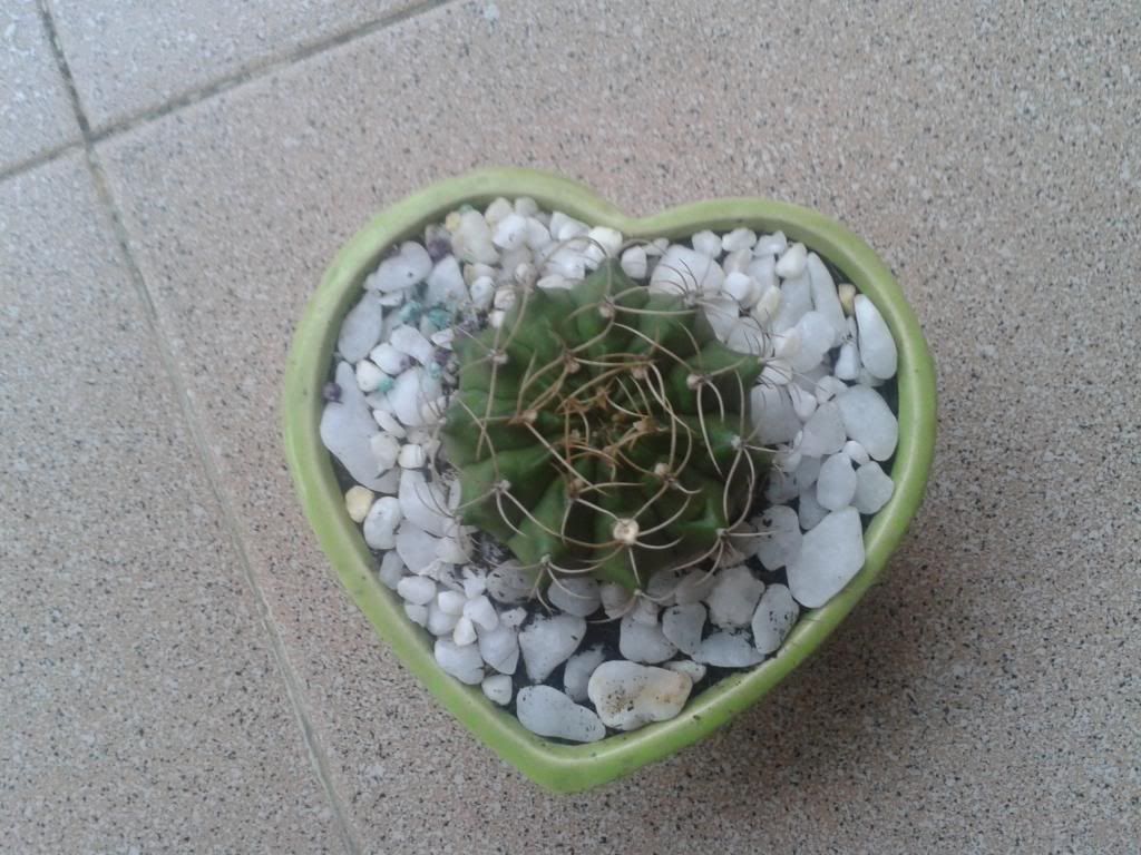 Xương rồng, tiểu cảnh cho nhà cửa, bàn văn phòng, bàn học, quà tặng... - 7