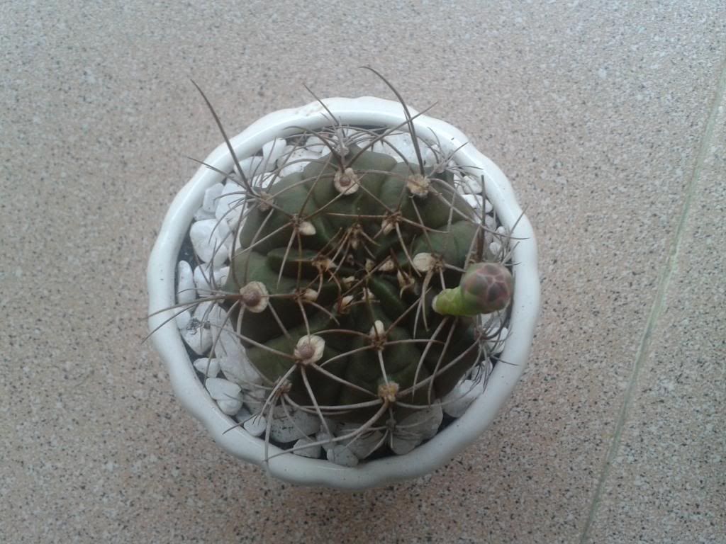 Xương rồng, tiểu cảnh cho nhà cửa, bàn văn phòng, bàn học, quà tặng... - 3