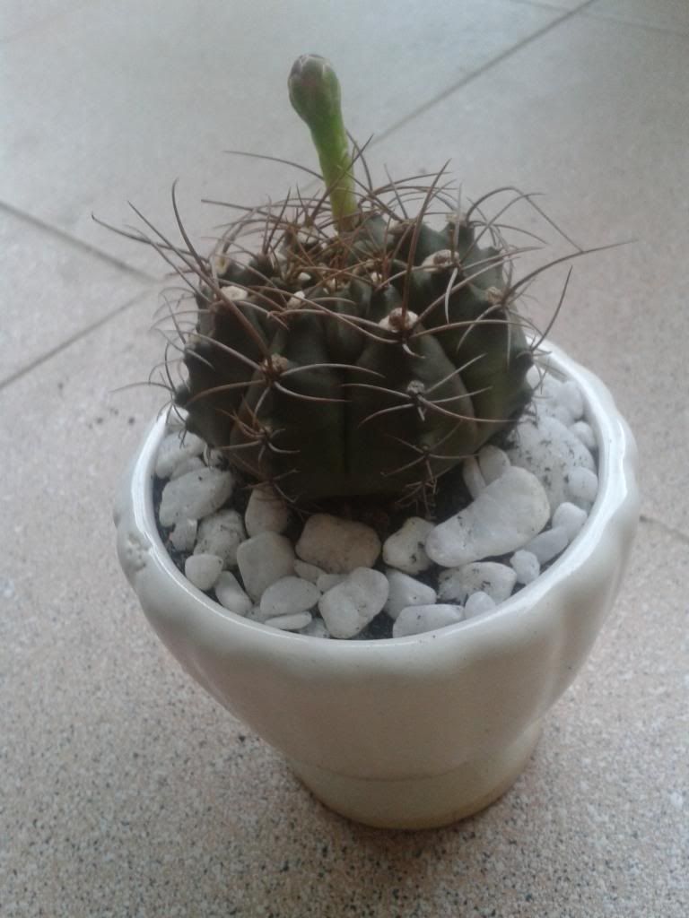 Xương rồng, tiểu cảnh cho nhà cửa, bàn văn phòng, bàn học, quà tặng... - 2