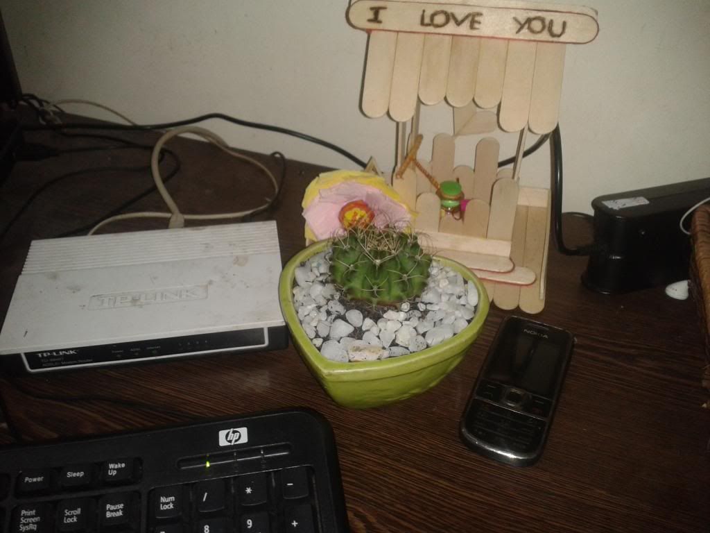 Xương rồng, tiểu cảnh cho nhà cửa, bàn văn phòng, bàn học, quà tặng... - 10