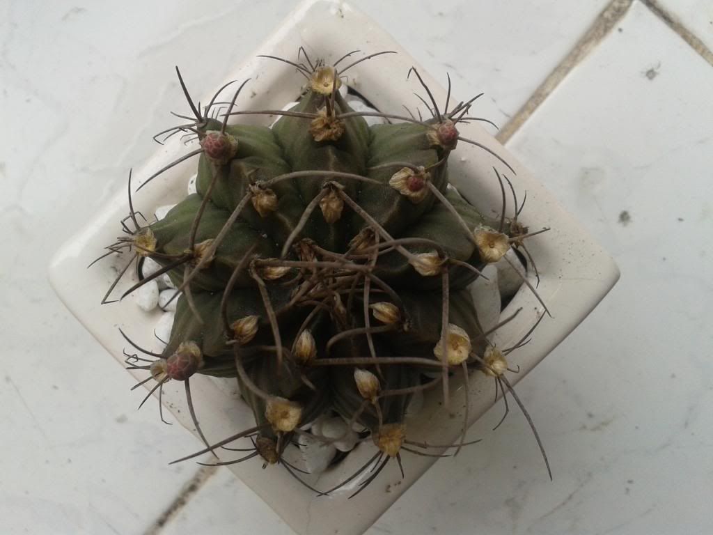 Xương rồng, tiểu cảnh cho nhà cửa, bàn văn phòng, bàn học, quà tặng... - 4