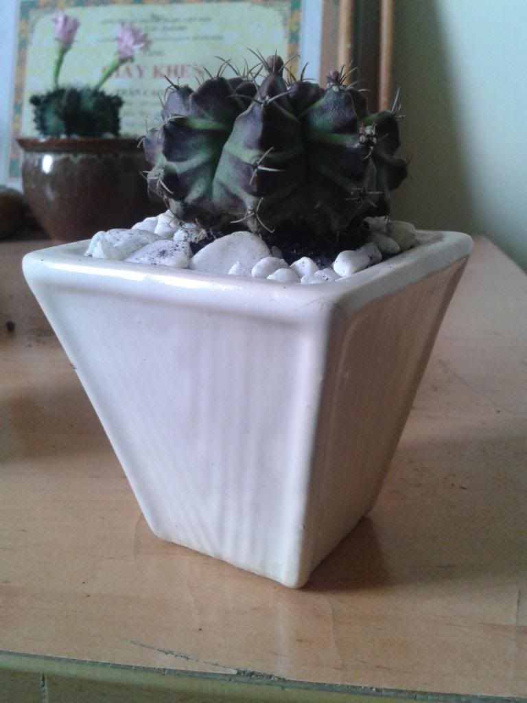 Xương rồng, tiểu cảnh cho nhà cửa, bàn văn phòng, bàn học, quà tặng... - 6