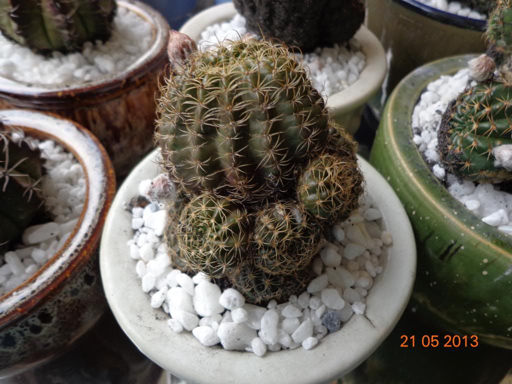 Xương rồng, tiểu cảnh cho nhà cửa, bàn văn phòng, bàn học, quà tặng... - 14