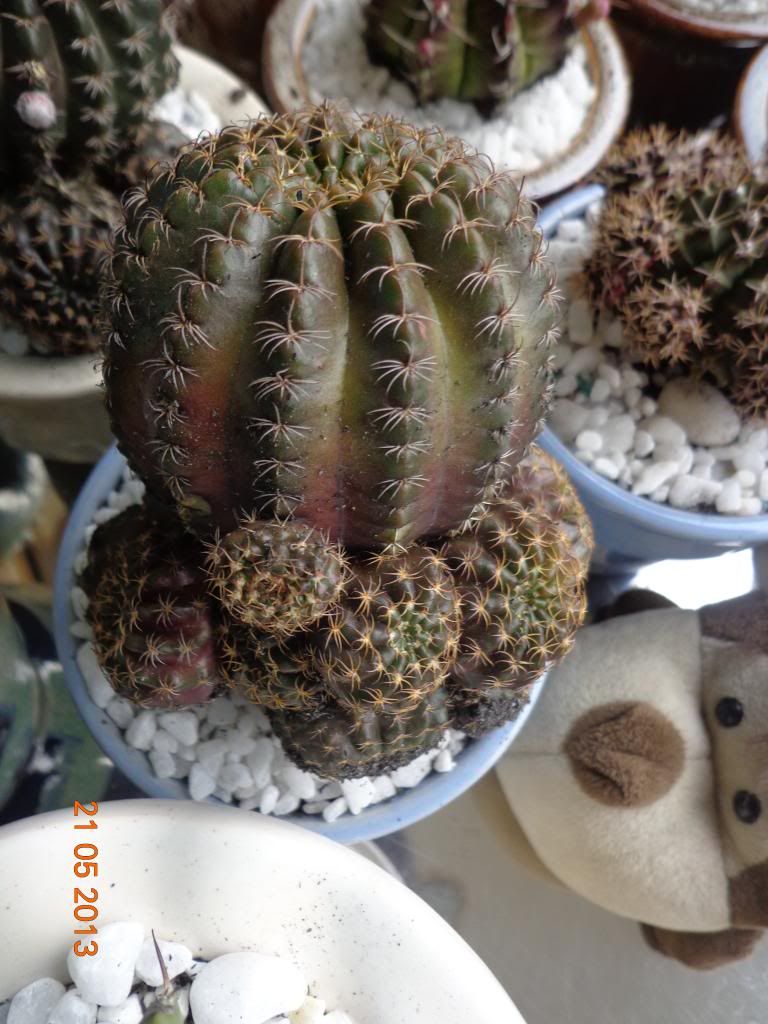 Xương rồng, tiểu cảnh cho nhà cửa, bàn văn phòng, bàn học, quà tặng... - 3