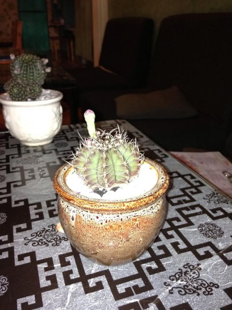 Xương rồng, tiểu cảnh cho nhà cửa, bàn văn phòng, bàn học, quà tặng...