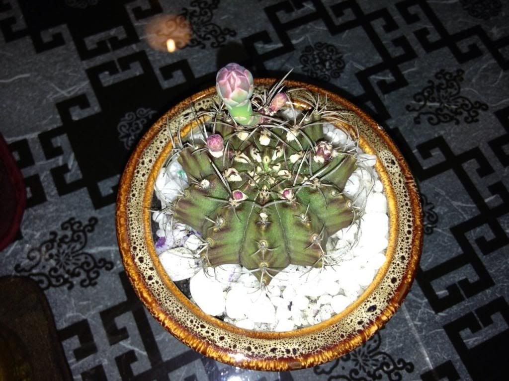 Xương rồng, tiểu cảnh cho nhà cửa, bàn văn phòng, bàn học, quà tặng... - 1