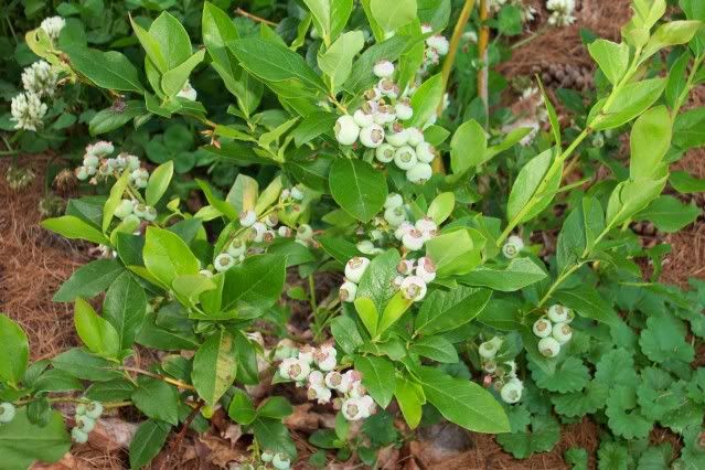 Blueberry Bushes 2010 Blueberry Bushes 2010