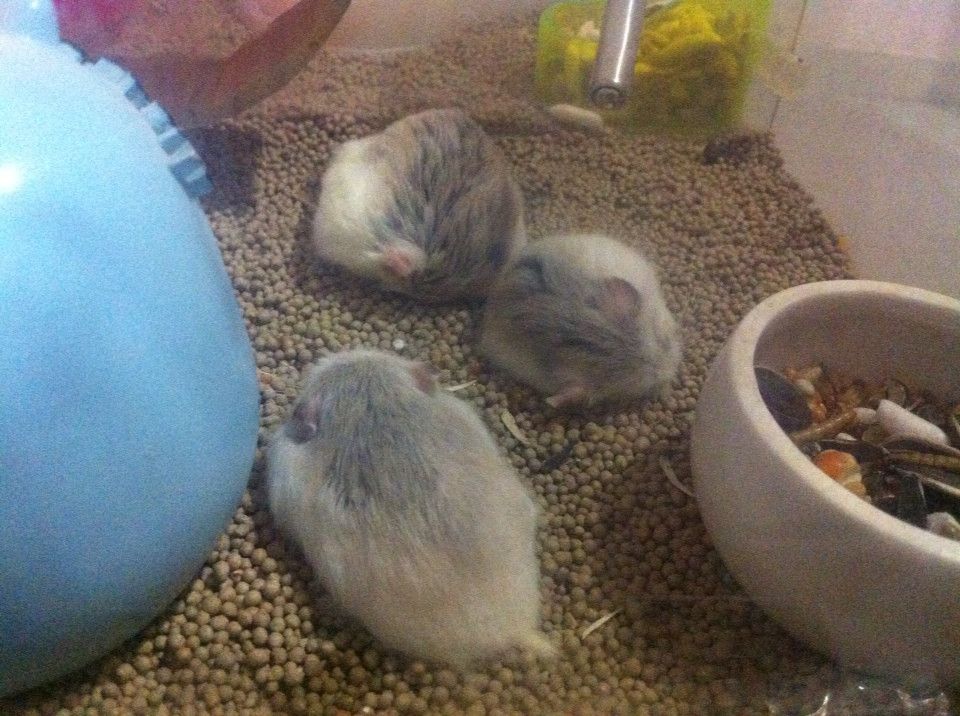 bán Hamster Robo Isabel baby - 2