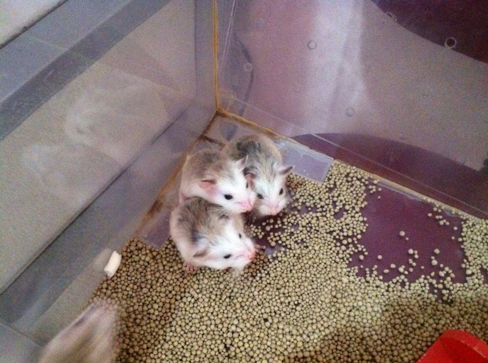 bán Hamster Robo Isabel baby - 7