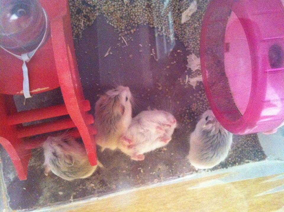 bán Hamster Robo Isabel baby - 4