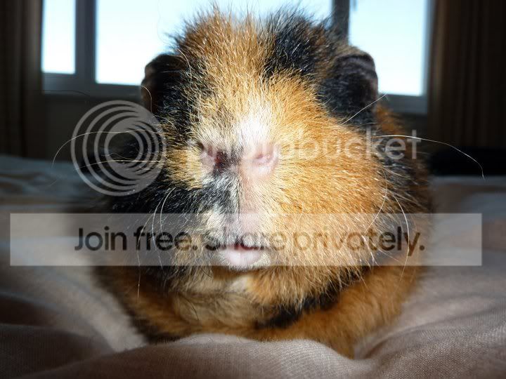 Chewy-1.jpg