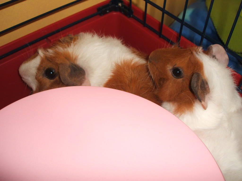 DSCF0923.jpg