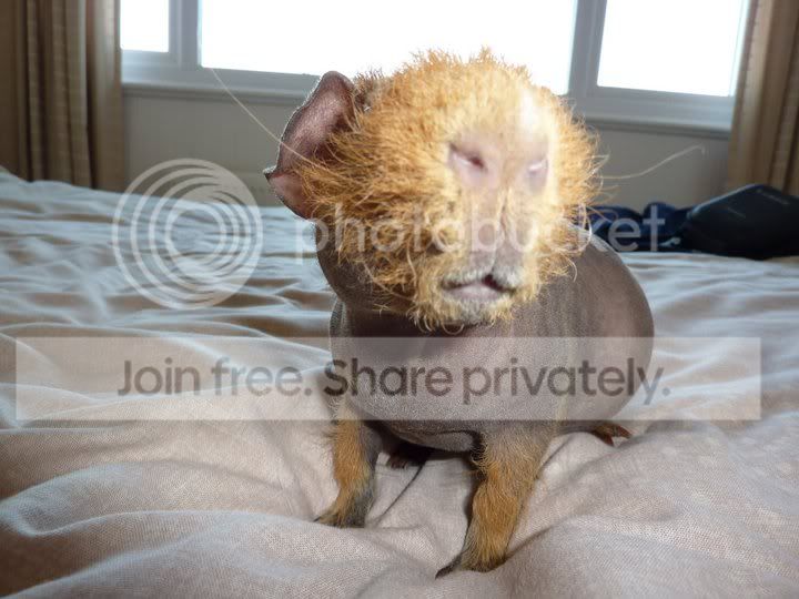 Dobby.jpg