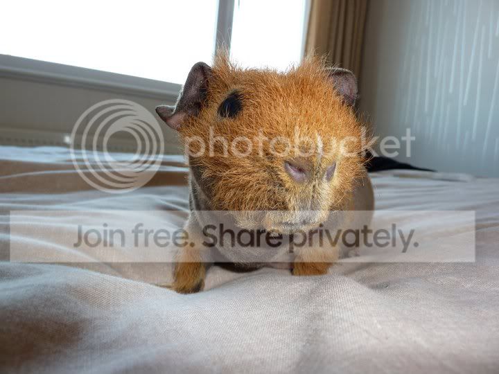 Dougal.jpg