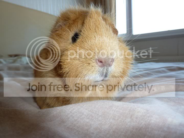 Gizmo-1.jpg
