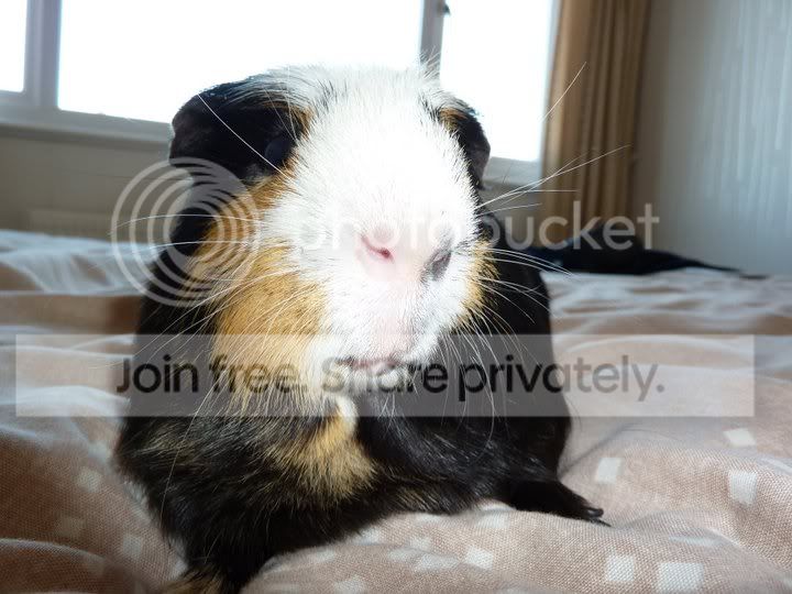 Wicket-1.jpg
