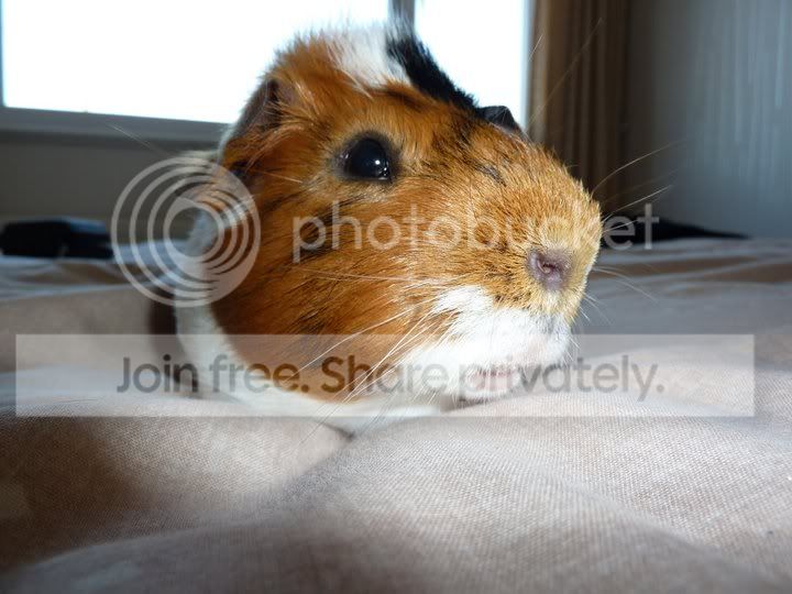 Zippy.jpg