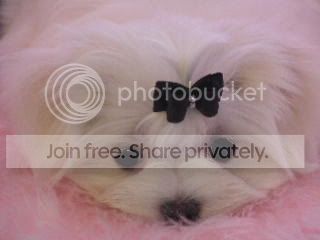 Peek a Boo Pictures, Images and Photos